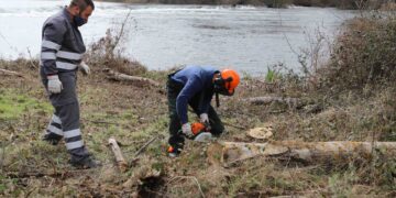 Comienza la reforestación de la ribera del río