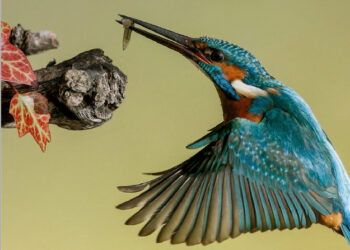 Diputación participa en la Feria Internacional de Ornitología