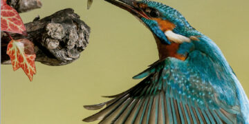 Diputación participa en la Feria Internacional de Ornitología