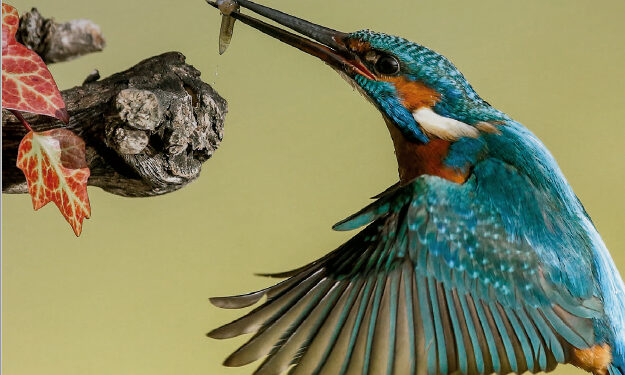 Diputación participa en la Feria Internacional de Ornitología