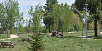 El Ayuntamiento comienza la campaña de control de la oruga procesionaria