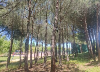 Tratamiento con feromonas para controlar a la oruga procesionaria