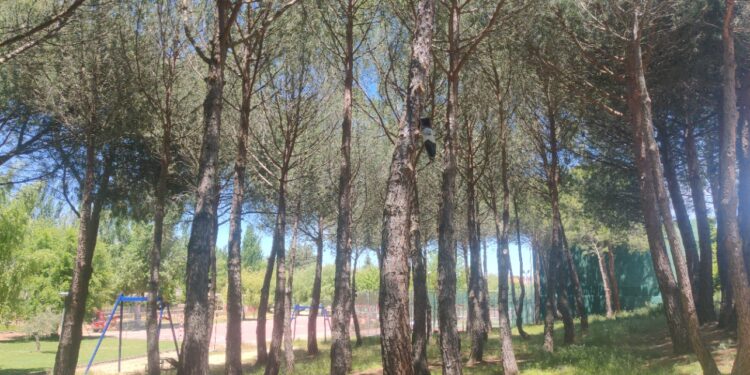 Tratamiento con feromonas para controlar a la oruga procesionaria