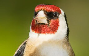 Santa Marta acoge el domingo el campeonato silvestrista regional