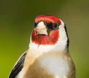 Santa Marta acoge el domingo el campeonato silvestrista regional