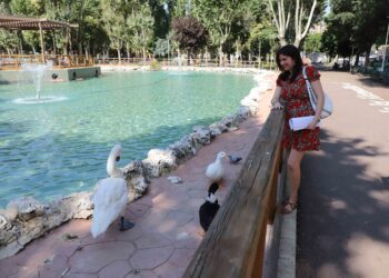 Un cisne hembra se suma a la fauna de La Alamedilla