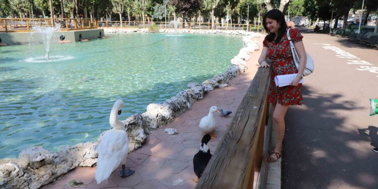 Un cisne hembra se suma a la fauna de La Alamedilla