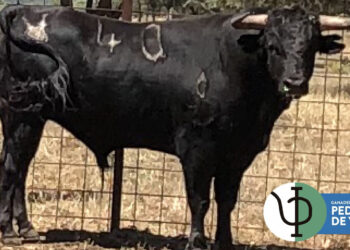 Grande, Diosleguarde y Rodríguez buscarán la victoria en el circuito de novilladas con astados de José Escolar y Pedraza de Yeltes