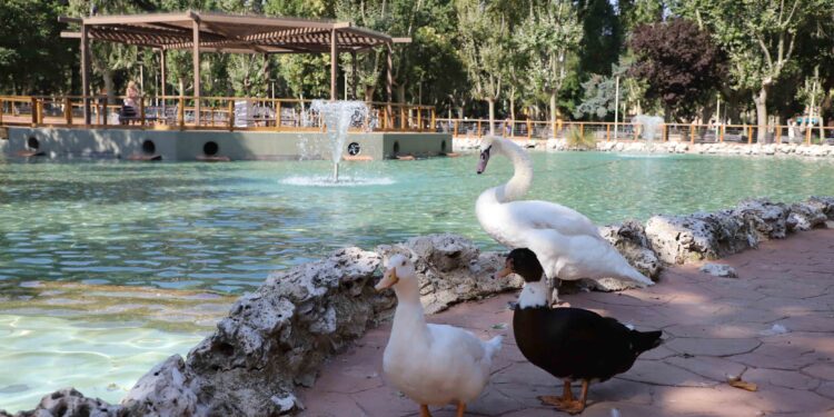 Salamanca realizará las labores de limpieza y mantenimiento del estanque de La Alamedilla