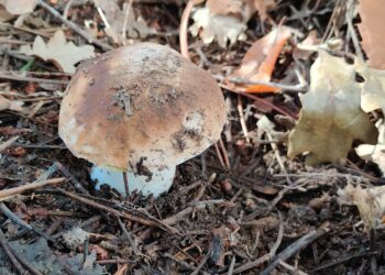 La denominación de parque micológico llega a las sierras de Francia, Béjar, Quilamas y El Rebollar