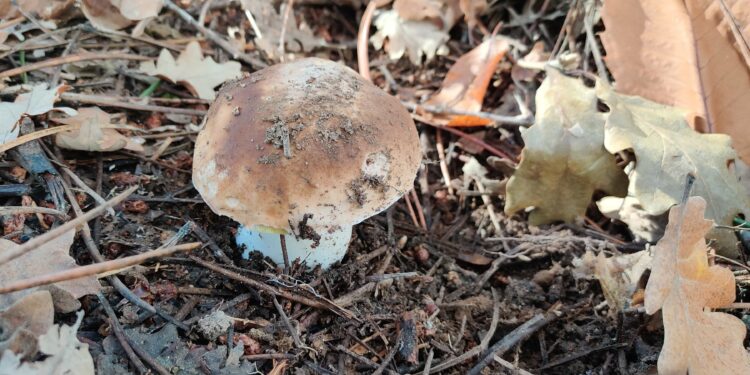 La denominación de parque micológico llega a las sierras de Francia, Béjar, Quilamas y El Rebollar