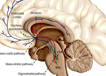 La Universidad de Salamanca y ReNeuron abren nuevas vías para tratamientos de patologías neurodegenerativas como el ictus y el parkinson