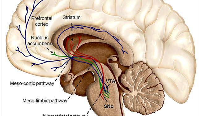 La Universidad de Salamanca y ReNeuron abren nuevas vías para tratamientos de patologías neurodegenerativas como el ictus y el parkinson