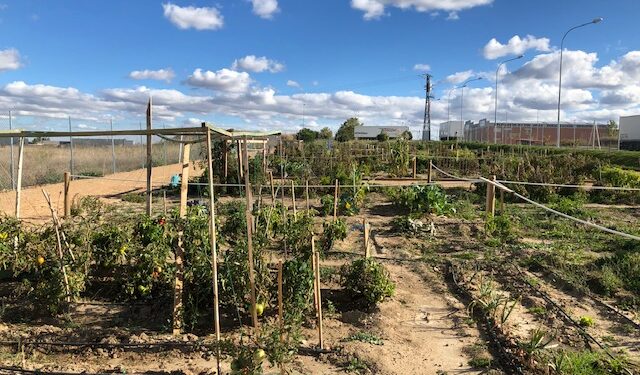 El pleno aprueba el reglamento regulador de los Huertos Ecológicos Urbanos para dejarlos adjudicados antes de final de año