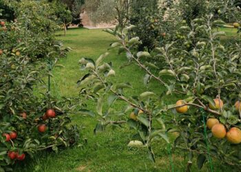Frutas y verduras, protagonistas de la Semana Verde de la Universidad