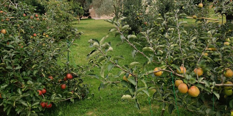 Frutas y verduras, protagonistas de la Semana Verde de la Universidad