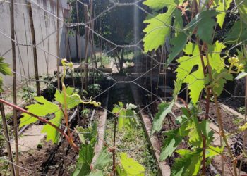 ‘Comedor Social y Producción kilómetro 0’, el programa que formará en horticultura y hostelería