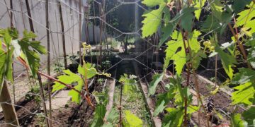 ‘Comedor Social y Producción kilómetro 0’, el programa que formará en horticultura y hostelería