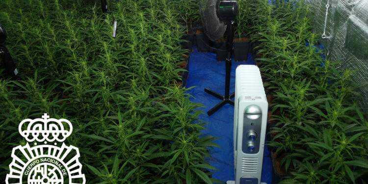 Detenido un joven tras encontrar 650 plantas de marihuana en el polígono de Los Villares