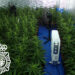 Detenido un joven tras encontrar 650 plantas de marihuana en el polígono de Los Villares