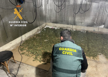 Descubierta una plantación de marihuana en Sancti Spiritus