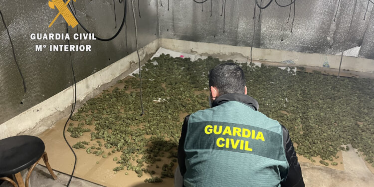 Descubierta una plantación de marihuana en Sancti Spiritus