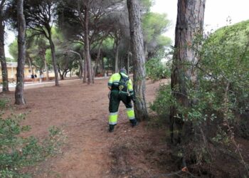 Comienza el tratamiento contra la oruga procesionaria para evitar problemas de salud urbana