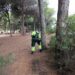 Comienza el tratamiento contra la oruga procesionaria para evitar problemas de salud urbana