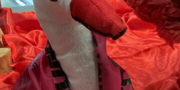 Vuelve la campaña de San Blas de la Asociación de Empresarios para promocionar el comercio local