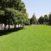 Salamanca repondrá la masa vegetal de la ciudad con 500 nuevos árboles