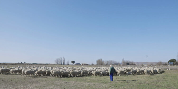 La Filmoteca presenta el cortometraje ‘El arte de los pastores. Vidas, obras y creencias de los pastores salmantinos’