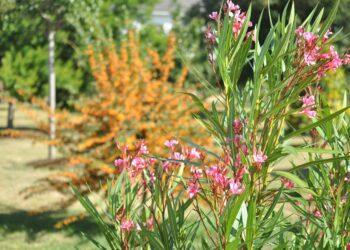 Talleres y mercado de flores, frutas y hortalizas en la iniciativa ‘Salamanca: Fascinación Verde’
