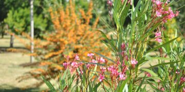 Talleres y mercado de flores, frutas y hortalizas en la iniciativa ‘Salamanca: Fascinación Verde’
