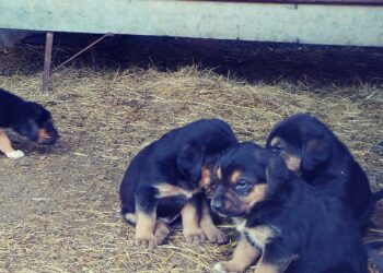 ‘En vacaciones, no me abandones’, campaña para recordar la responsabilidad con los animales