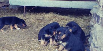 ‘En vacaciones, no me abandones’, campaña para recordar la responsabilidad con los animales