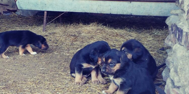 ‘En vacaciones, no me abandones’, campaña para recordar la responsabilidad con los animales