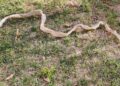 Aparece en un jardín de Doñinos la ‘camisa’ de una serpiente de 1,6 metros