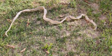 Aparece en un jardín de Doñinos la ‘camisa’ de una serpiente de 1,6 metros
