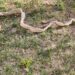 Aparece en un jardín de Doñinos la ‘camisa’ de una serpiente de 1,6 metros