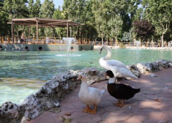 El Ayuntamiento programa en la Alamedilla tres propuestas de ocio para el mes de agosto