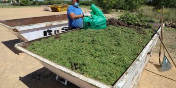 La campaña de limpieza de solares municipales finaliza con el desbroce de 317.000 metros cuadrados