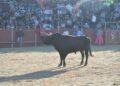 La justicia rechaza la petición del Gobierno de suspender el Toro de la Vega