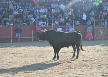 La justicia rechaza la petición del Gobierno de suspender el Toro de la Vega