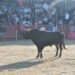 La justicia rechaza la petición del Gobierno de suspender el Toro de la Vega