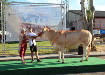 Los premios a los campeones de las razas de ganado puro Blonda de Aquitania, Limusina y Charolesa marcan el final de Salamaq’22