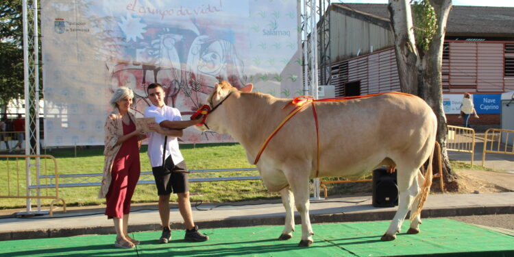 Los premios a los campeones de las razas de ganado puro Blonda de Aquitania, Limusina y Charolesa marcan el final de Salamaq’22