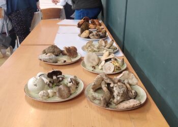 Las setas protagonizan la jornada formativa y culinaria del ‘Comedor Social’ de Santa Marta