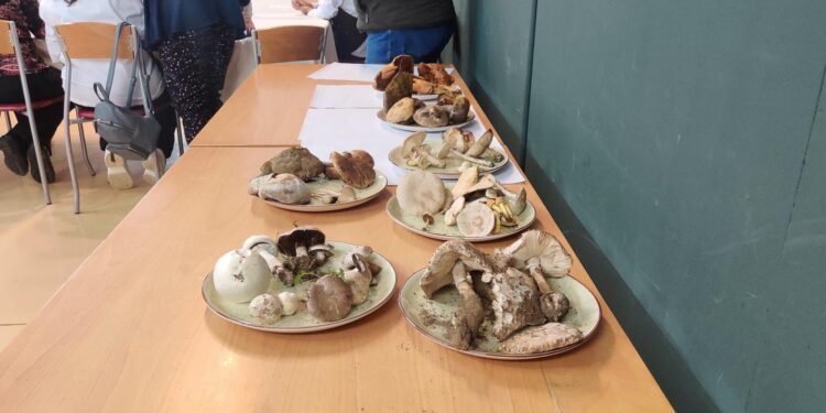 Las setas protagonizan la jornada formativa y culinaria del ‘Comedor Social’ de Santa Marta