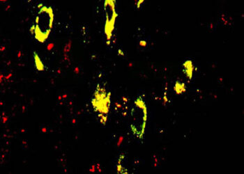 El Centro de Investigación del Cáncer de Salamanca desarrolla una herramienta informática para analizar las alteraciones genéticas del genoma de las células cancerosas