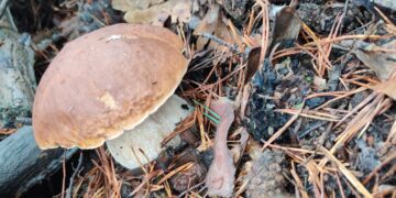 La Junta estrena web y app con información micológica de Castilla y León